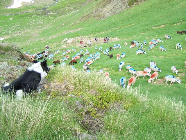 Gos d’atura i ramat en una pastura d’estiu dels Alts Pirineus