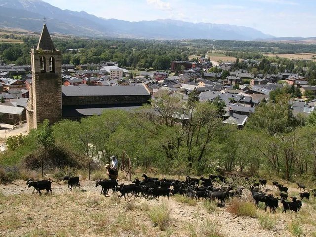 Ramat de cabres a Llívia